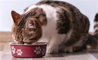为什么猫咪突然吃饭少了呢