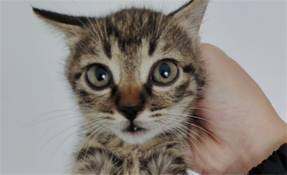 狸花猫和狸花猫的区别