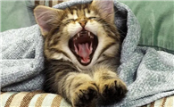 猫咪为什么忽然张着嘴巴呢