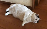 猫咪出门趴着走不动是为什么