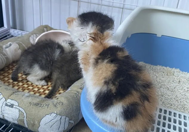 流浪猫收养中心机构电话 流浪猫收养中心机构电话