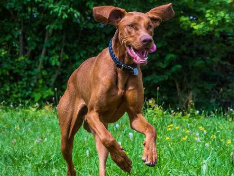马扎尔犬有哪些特征？一文告诉你