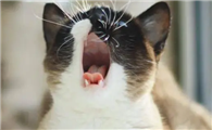 猫咪为什么会看人就叫啊