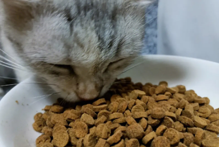 迈莱迪猫粮配料表 迈莱迪猫粮配料表