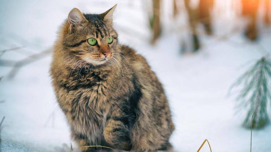 俄罗斯田园猫好不好 俄罗斯田园猫好不好