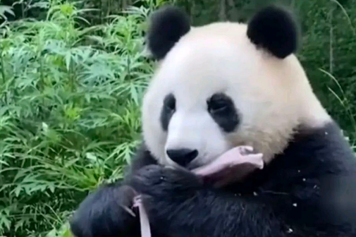大熊猫丫丫最新消息热