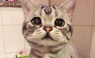 有的猫咪为什么总是哭闹