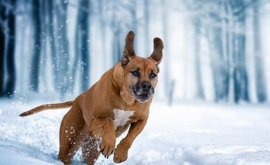 狗狗被绑在雪地里，获救后呜呜哭泣：吓死我了！