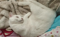 猫咪睡觉为什么蜷着手睡