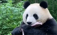 大熊猫丫丫最新消息热