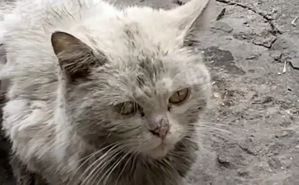 门口来了只脏兮兮的猫,看见宠物猫它满眼卑微,几个月后颜值逆袭 门口来了只脏兮兮的猫,看见宠物猫它满眼卑微,几个月后颜值逆袭