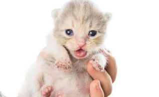 小奶猫不叫就是不饿吗