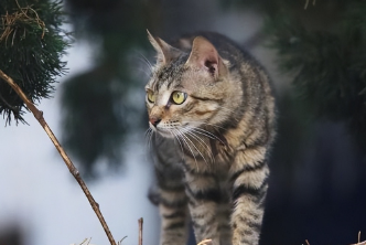 美短狸花猫多少钱一只 美短狸花猫多少钱一只