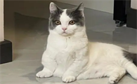 猫咪为什么不敢走路了
