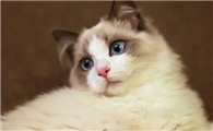 猫咪为什么越来越厉害啊