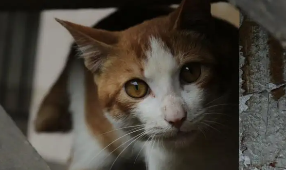 捡到流浪猫检查一次多少钱