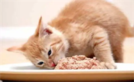 猫咪吃饭动静很大是为什么呢