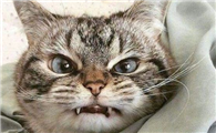 为什么猫咪会凶别的猫呢