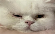 猫咪为什么眼睛没有睁开呢