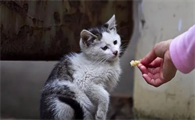 流浪猫跟着你走是什么兆头