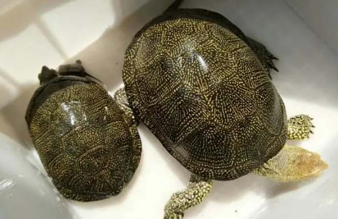欧泽水龟价格多少钱一只 欧泽水龟价格多少钱一只