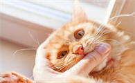 猫咪为什么会有坏毛病呢