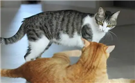 家里猫咪为什么总打架呢