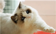 猫咪为什么总睡在地上呢