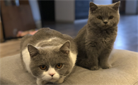 猫咪为什么总是蹭背上呢怎么回事