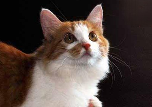 捡的流浪猫带回家养注意事项 捡的流浪猫带回家养注意事项