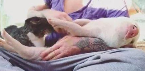 他是只被猫带大的猪，所有人都知道他是猪，他却觉得自己是猫…… 