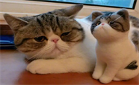 猫咪来新家为什么不吃饭了