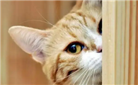 猫咪的声音为什么是嗯啊