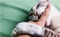 猫为什么咬人呢