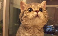 猫咪为什么那么怕男朋友