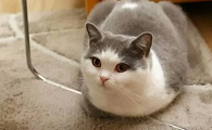 猫咪有时候为什么会觉得很难缠