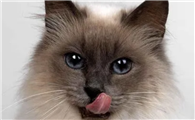 猫咪的毛为什么会蓬松呢