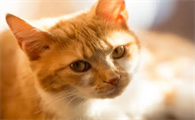猫咪吃什么有营养又不伤身体呢