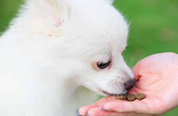 怎么挑选博美犬狗粮呢