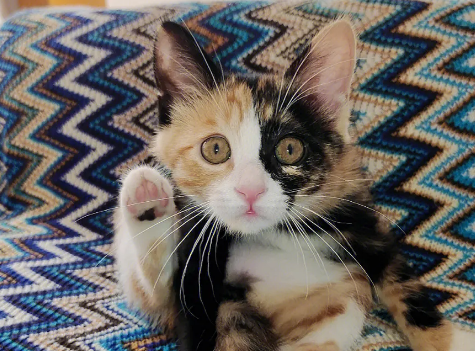 小花猫喵喵喵东瞧瞧