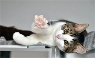 猫咪为什么什么也不怕了呢怎么回事