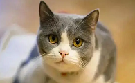 为啥要把猫咪混种