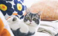 猫咪为什么要洗屁股呢