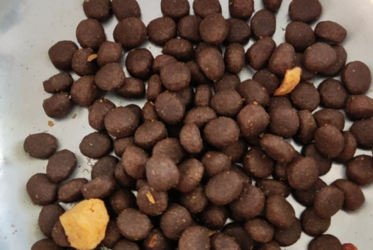 豆柴：用肠胃健康理念升级宠物食品