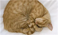 猫咪为什么蜷着前脚啊