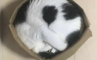 为什么猫咪能缩在盒里