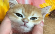 猫咪鼻子不能摸着是为什么