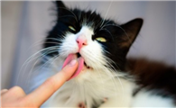 猫咪为什么舔我手还咬啊