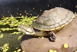 希拉里蟾头龟怎么养长的快