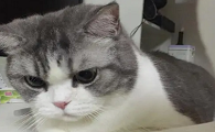 猫咪为什么有幽怨的情绪